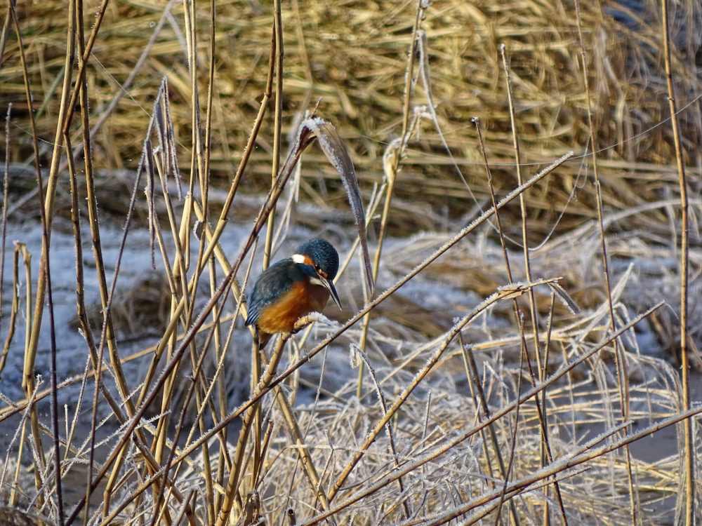 IJsvogel